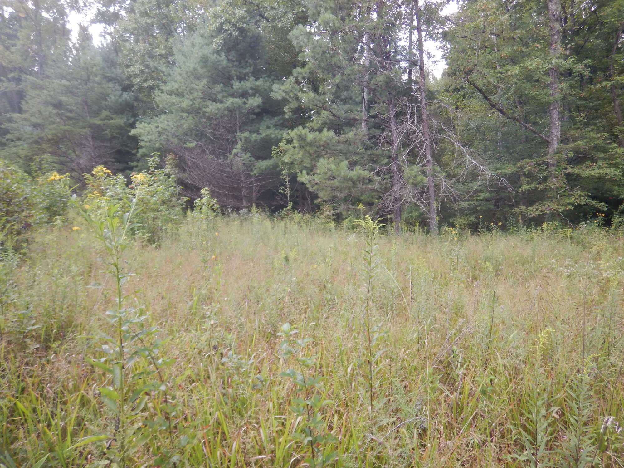 GRSM Accuracy Assessment. Plot Code: GRSM_AA_0717_4