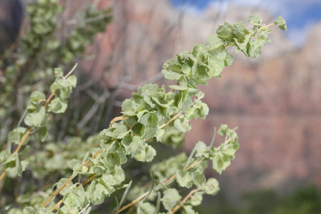 Atriplex canescens, Four-wing saltbush