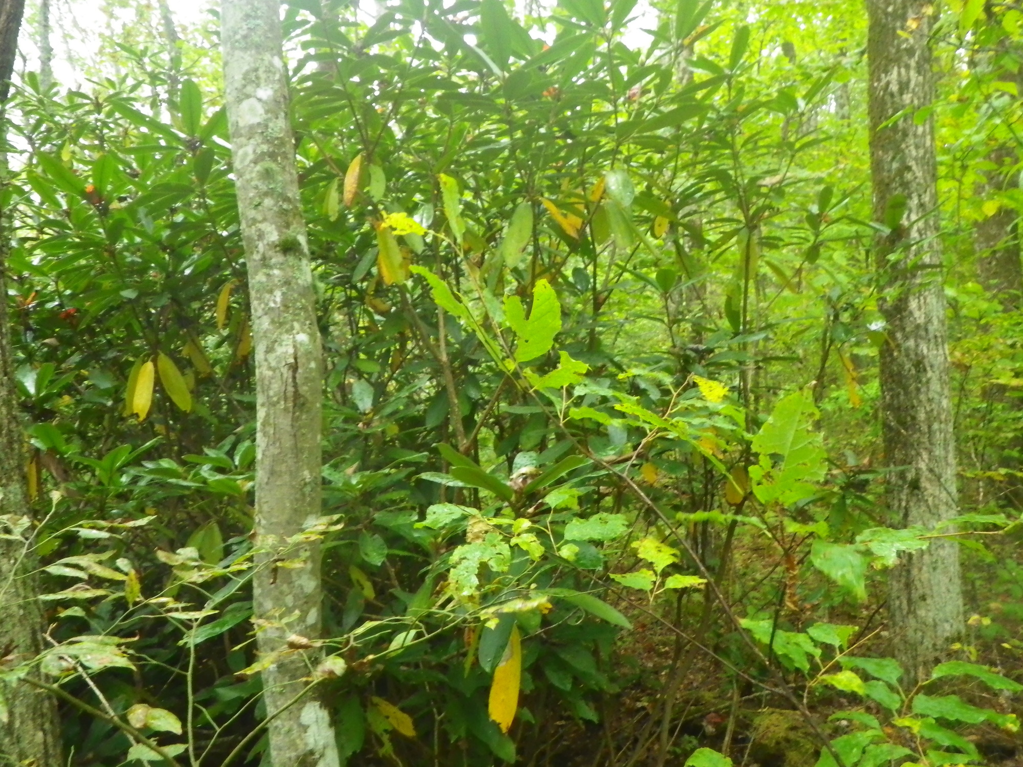 GRSM Accuracy Assessment. Plot Code: GRSM_AA_0491_5