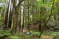 4 people stand in redwood forest. wearing hard hats.
