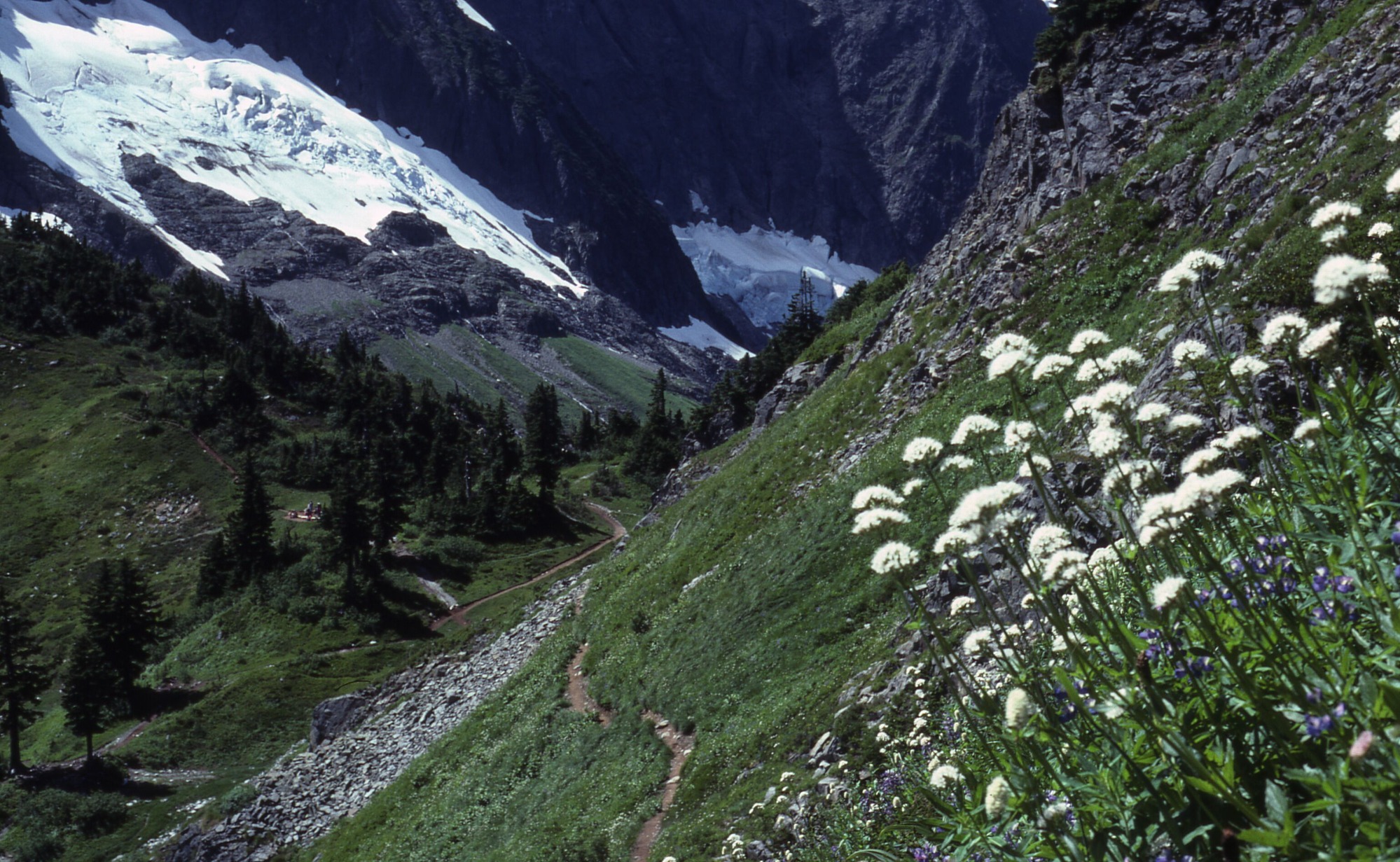 A mountain valley with grassy slopes of trees and trails that lead into rocky and snowy slopes. In the foreground are white flowers in bloom.