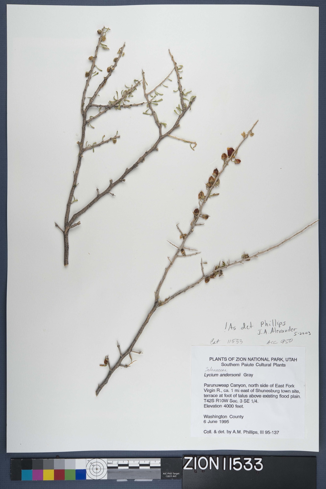 Herbarium Specimen Sheet 11533