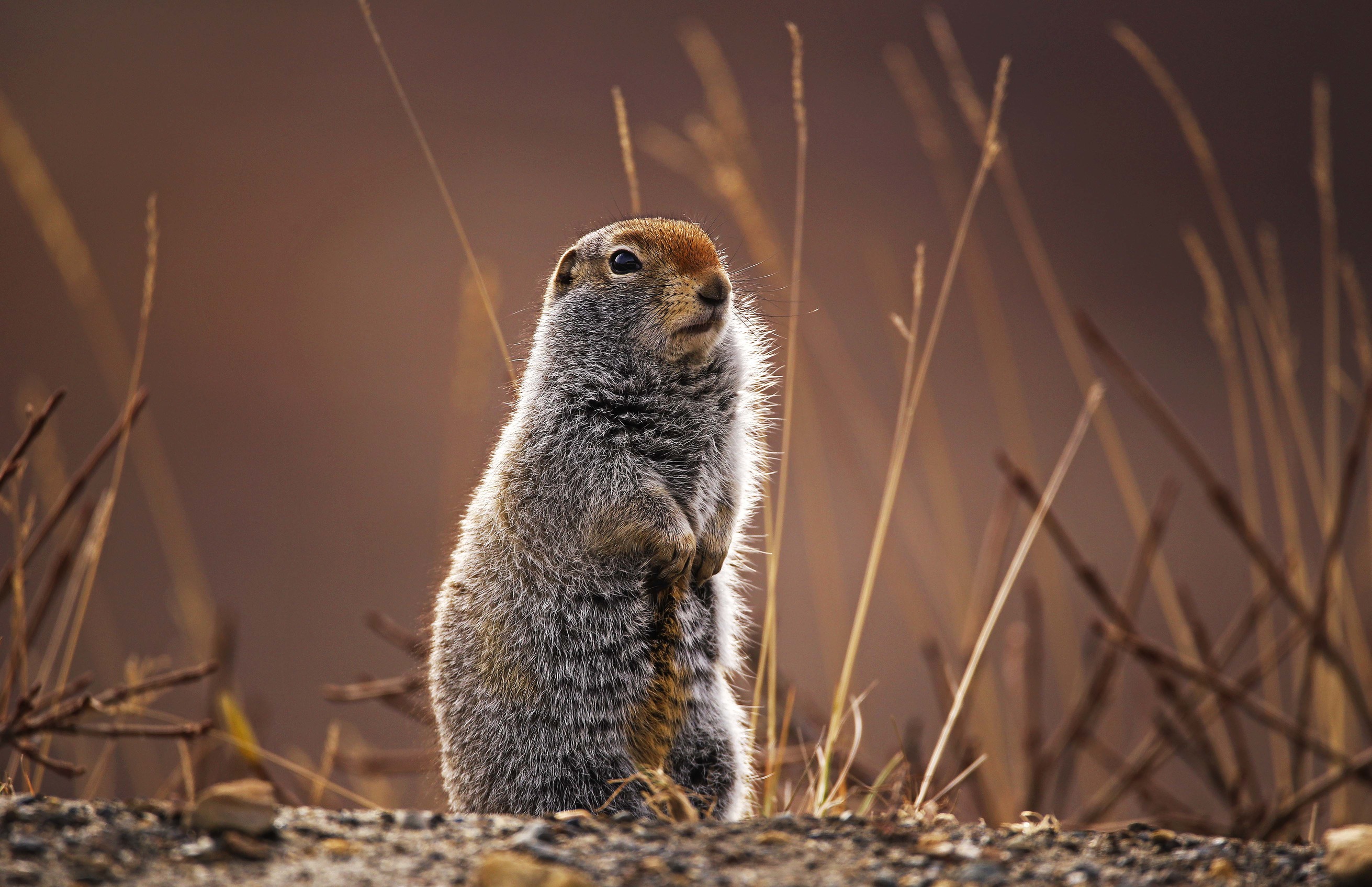 a ground squirrel perched on its hind legs