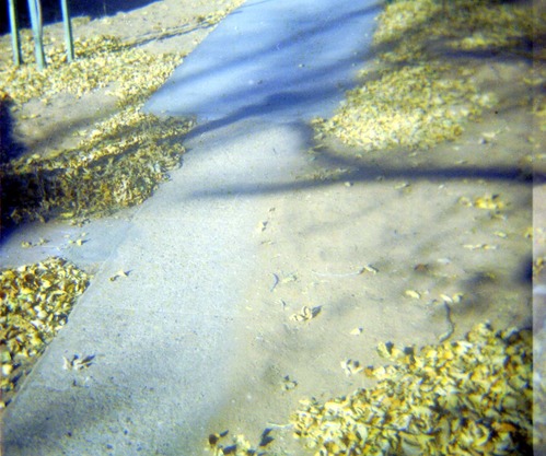 The utilities project at Zion Lodge.