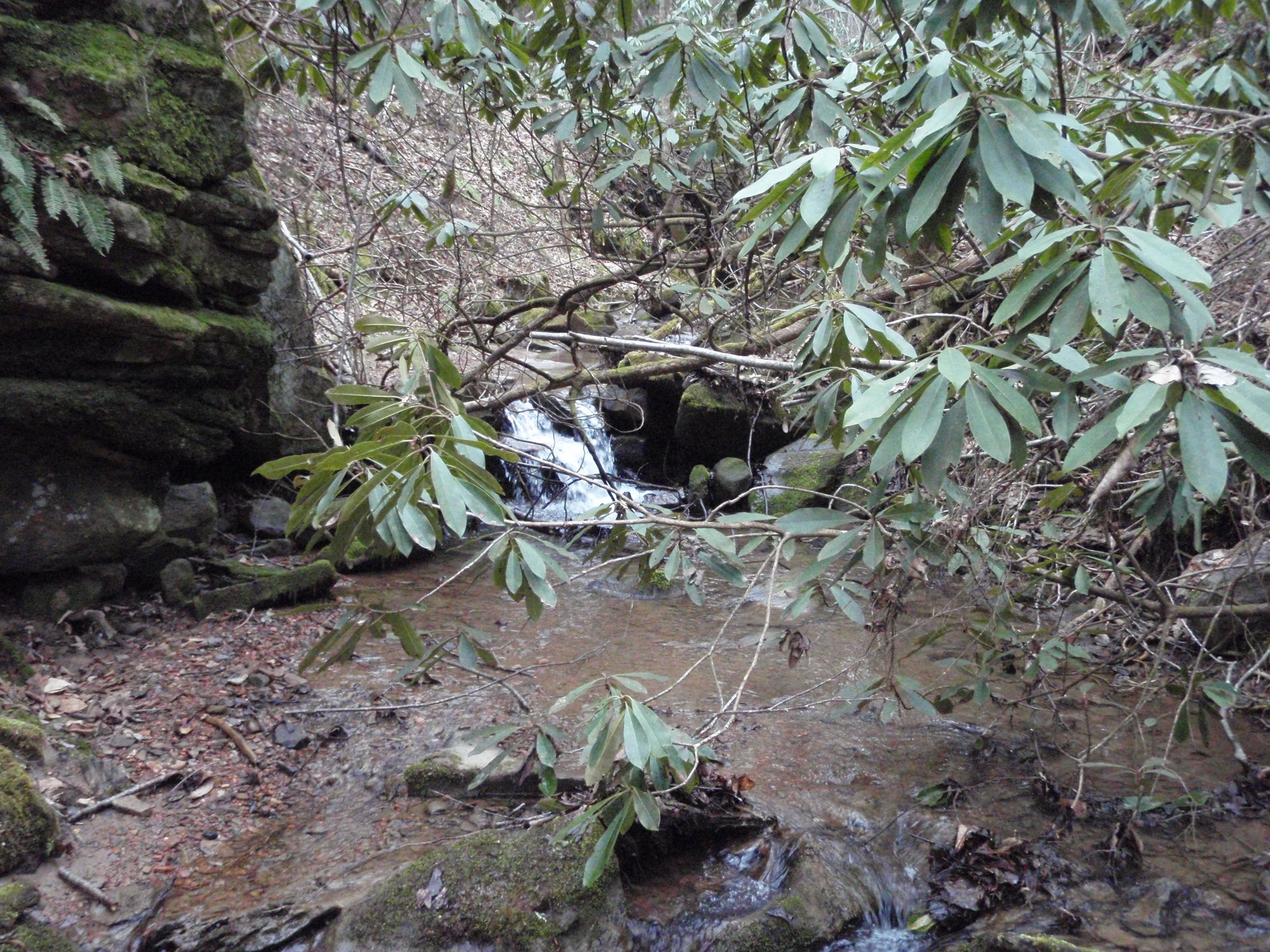 Site visit photo showing the upstream (UP) or downstream (DN) view of a wadeable stream reach taken during benthic macroinvertebrate monitoring at New River Gorge National Park and Preserve.