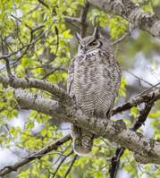Great horned owl in cottonwood tree 