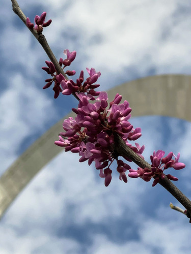 Branch of a Red Bud tree in bloom runs diagonally in the frame with an out of focus leg of the Gateway Arch in the background. The sky is blue with white puffy clouds.