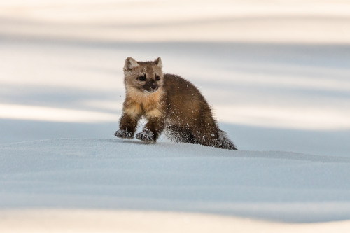 Pine marten has two front feet up and in the process of bounding through snow.