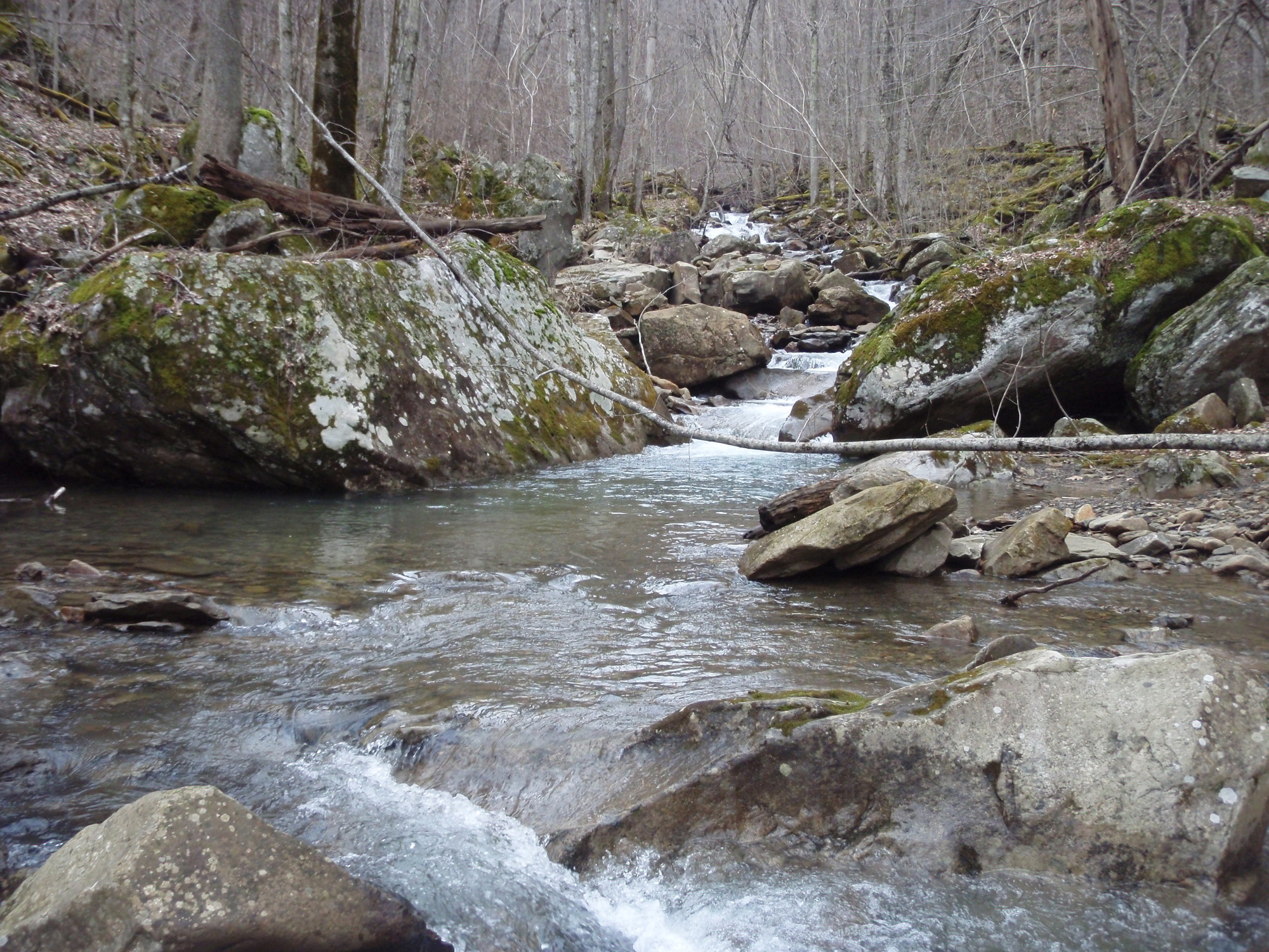 Site visit photo showing the upstream (UP) or downstream (DN) view of a wadeable stream reach taken during benthic macroinvertebrate monitoring at New River Gorge National Park and Preserve.