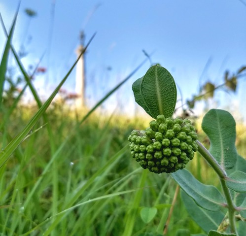 A green flower about to bloom on a hillside