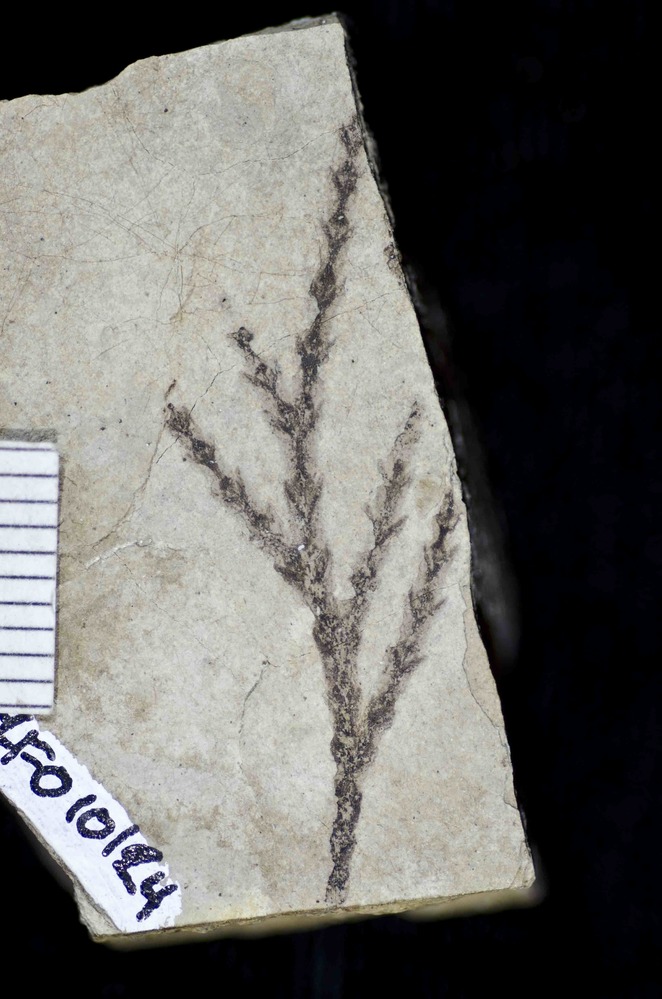 Genus: Chamaecyparis