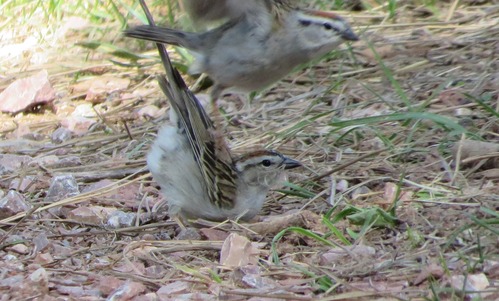 2 birds mating