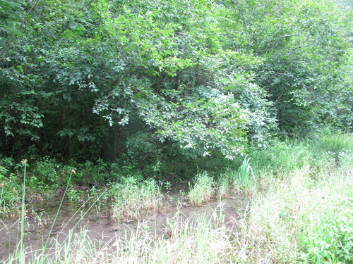 GRSM Accuracy Assessment. Plot Code: GRSM_AA_0809_2