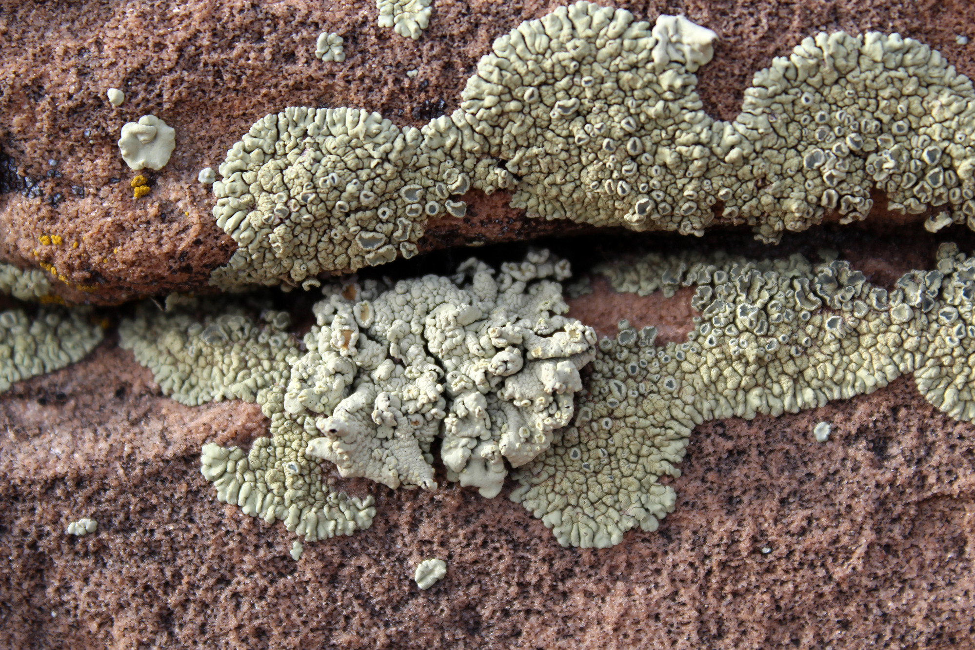 Lichen on petrified wood.
