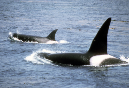Orcas, Adult and Calf