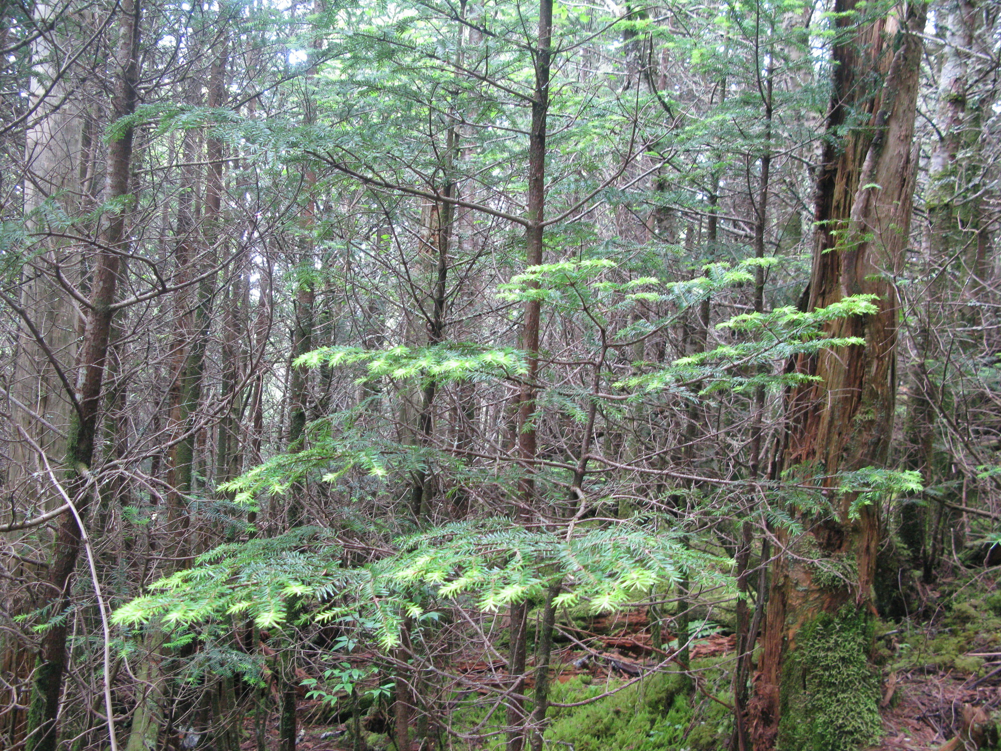 GRSM Accuracy Assessment. Plot Code: GRSM_AA_0615_4