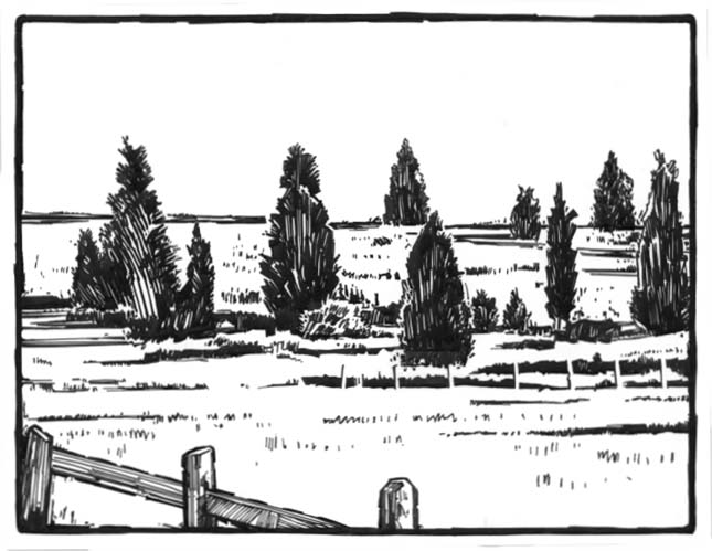 Red cedars growing in an old field.