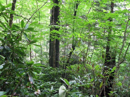 Plot Code: GRSM_AA_0436_6