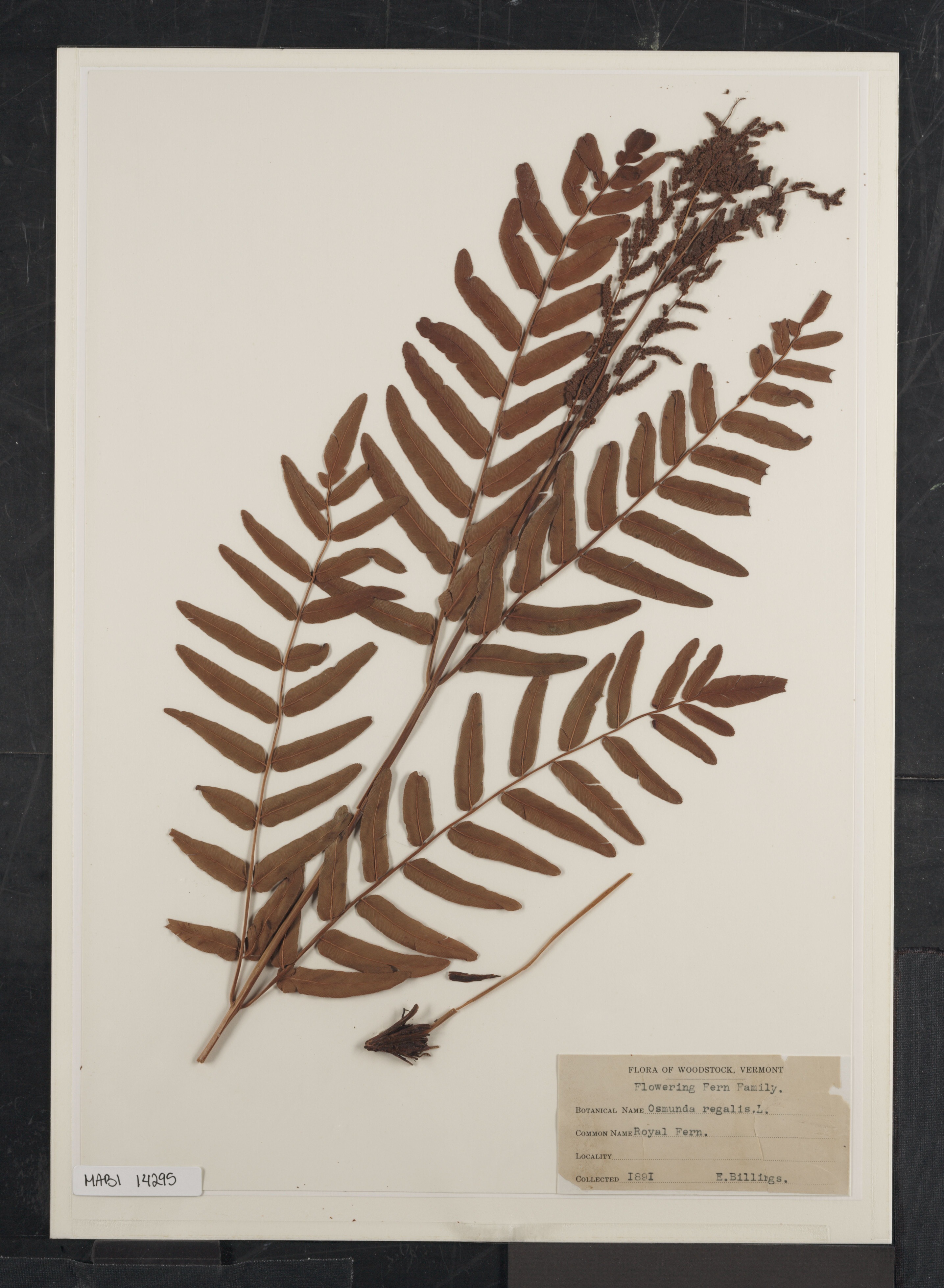 Preserved biological specimen on paper.