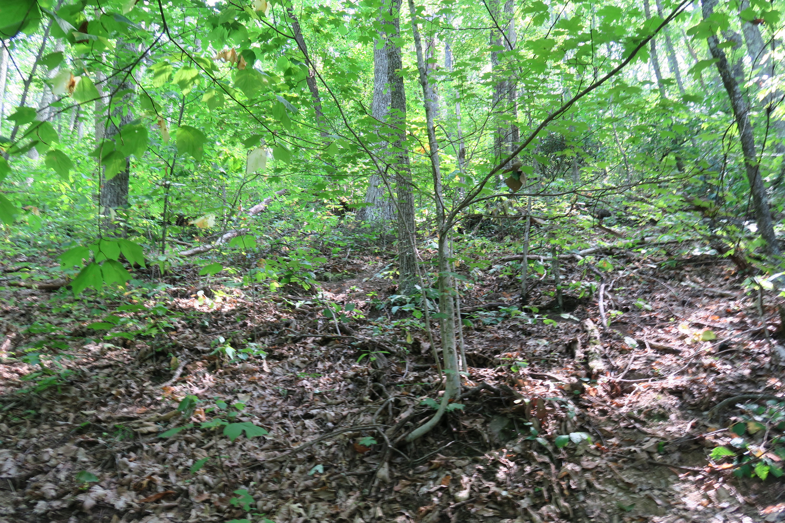 GRSM Accuracy Assessment. Plot Code: GRSM_AA_0940_3