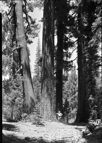 Aspen Valley logging operations.