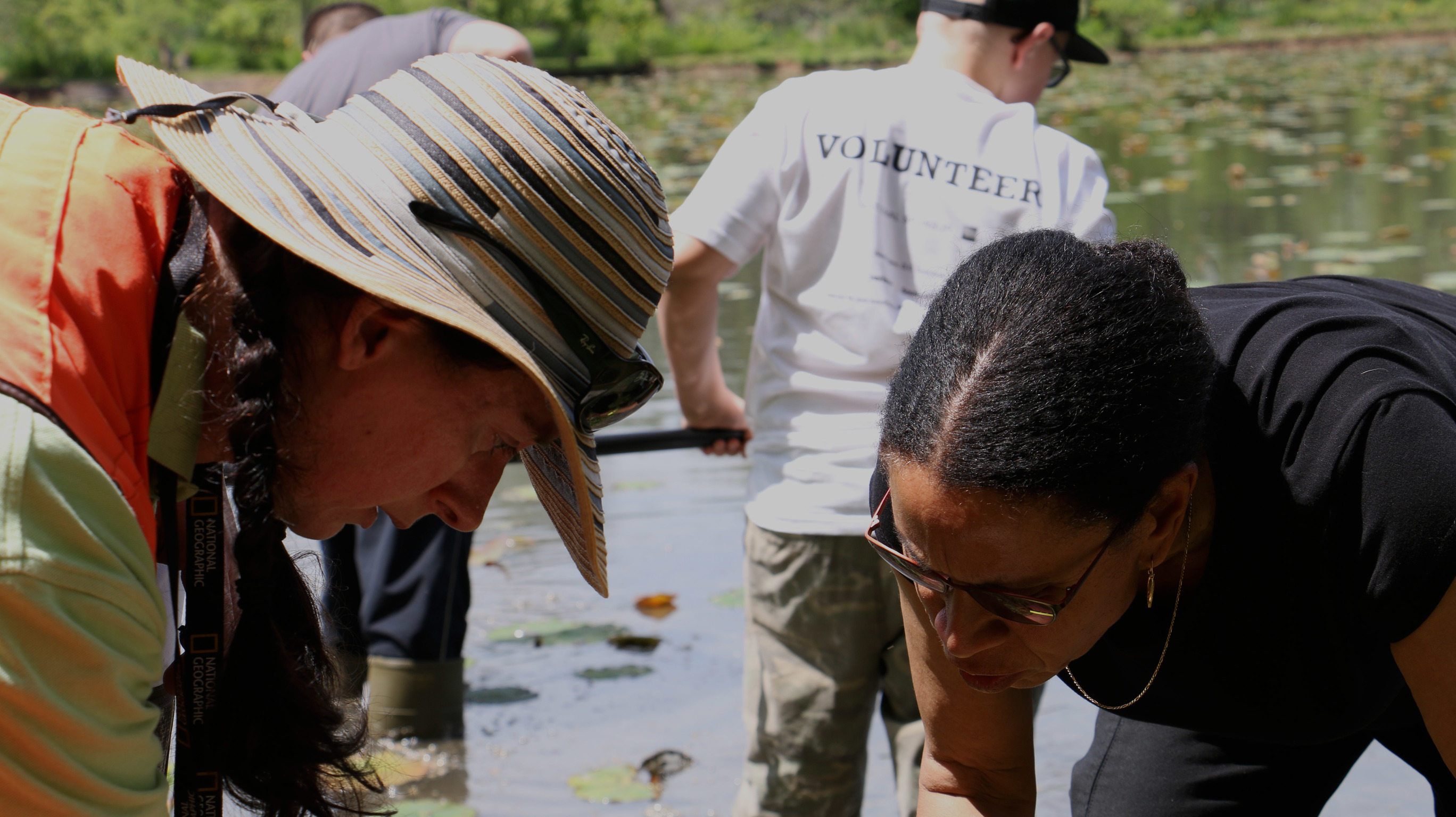 Macro-invertebrate inventory at Kenilworth Park and Aquatic Gardens