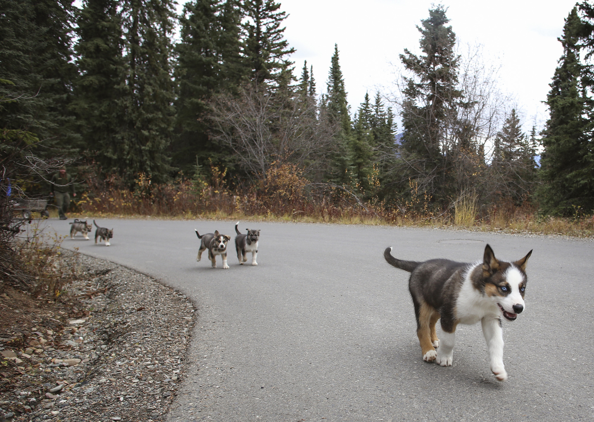 five puppies running along a path