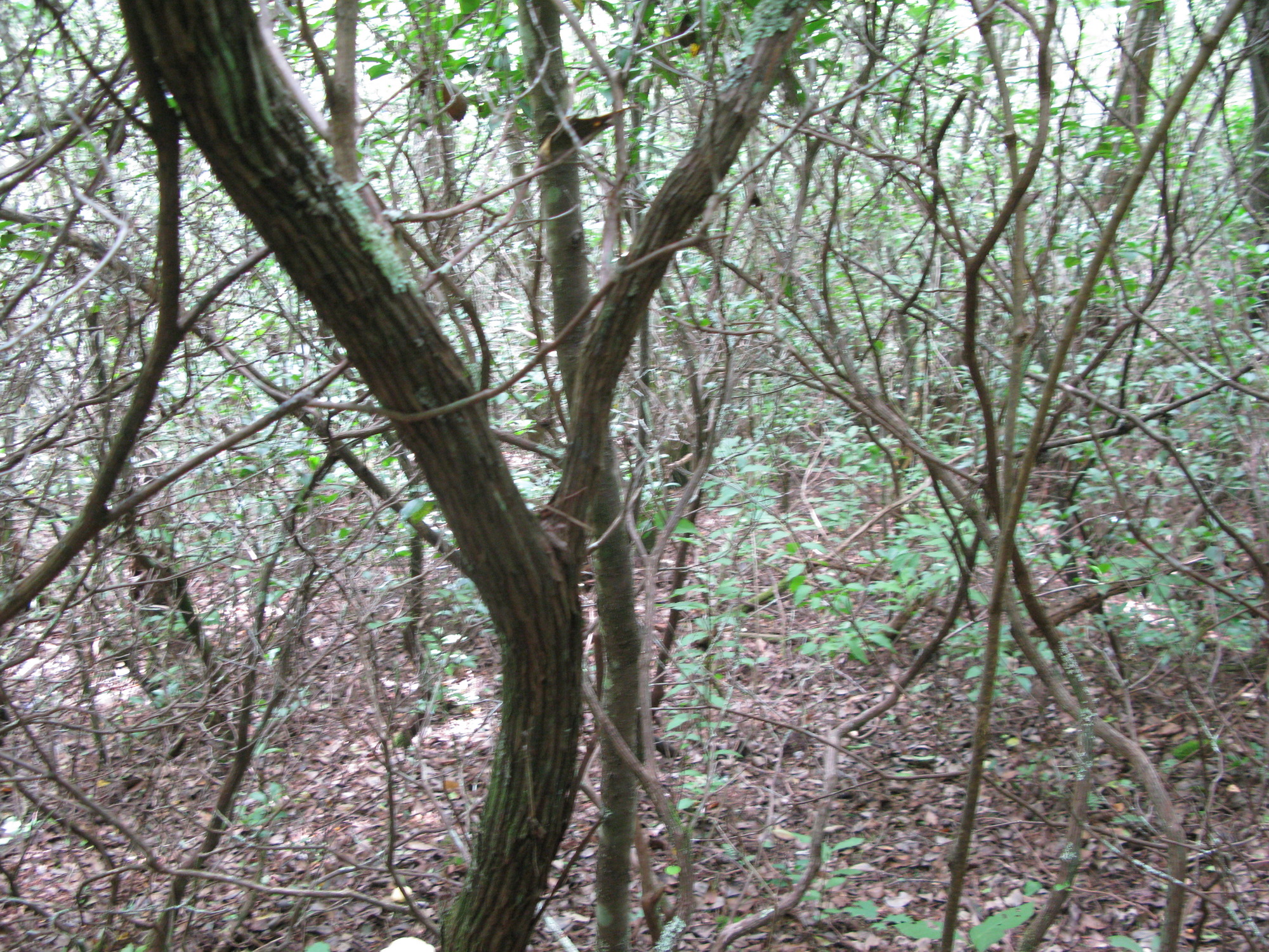 GRSM Accuracy Assessment. Plot Code: GRSM_AA_0383_4