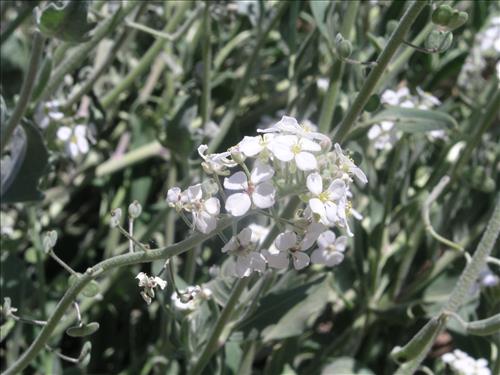 Dimorphocarpa wislizeni. Big Bend National Park, Panther Junction Housing Area. March 2005
