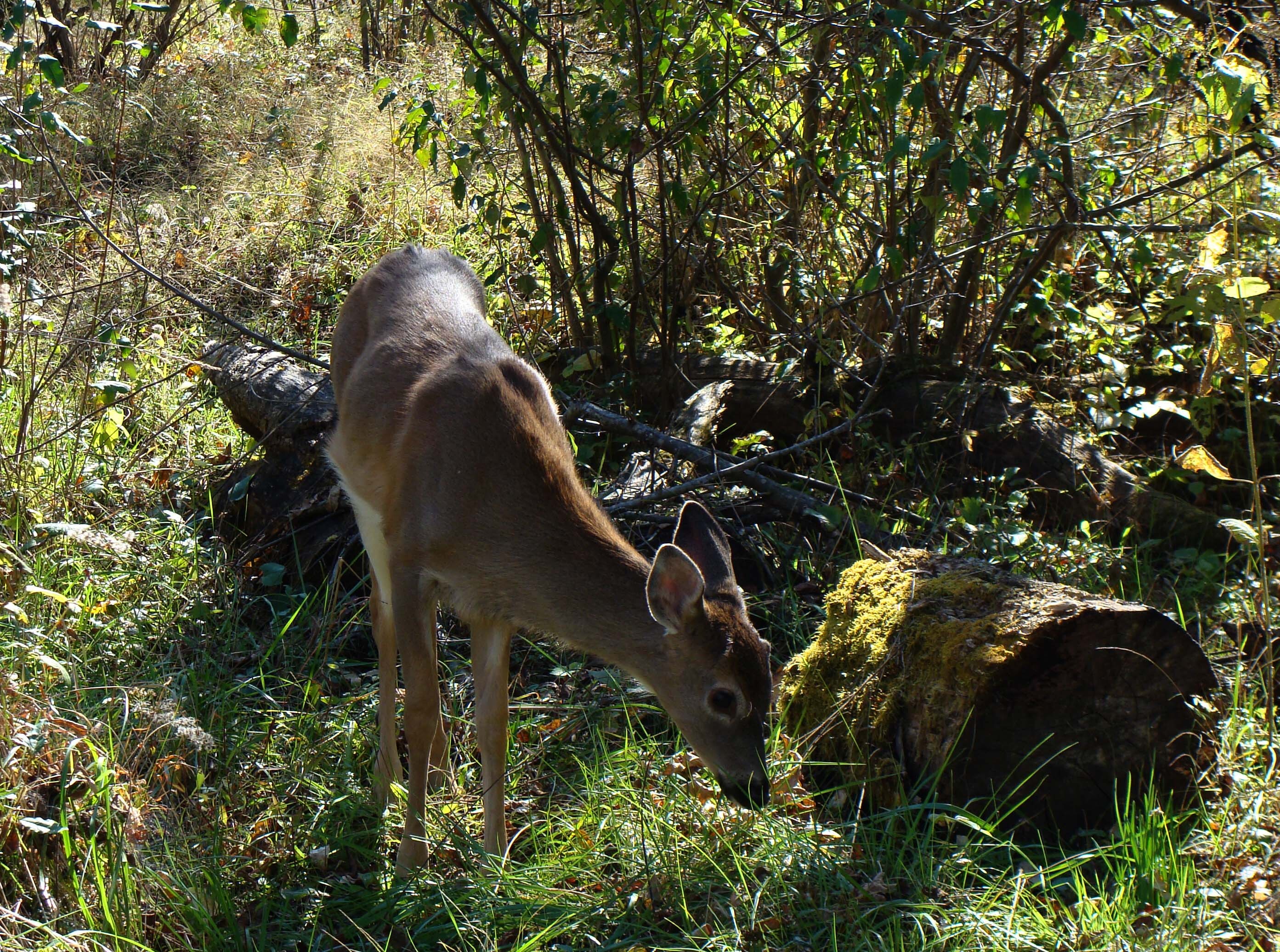 deer browsing in grass