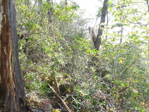 GRSM Accuracy Assessment. Plot Code: GRSM_AA_0182_6