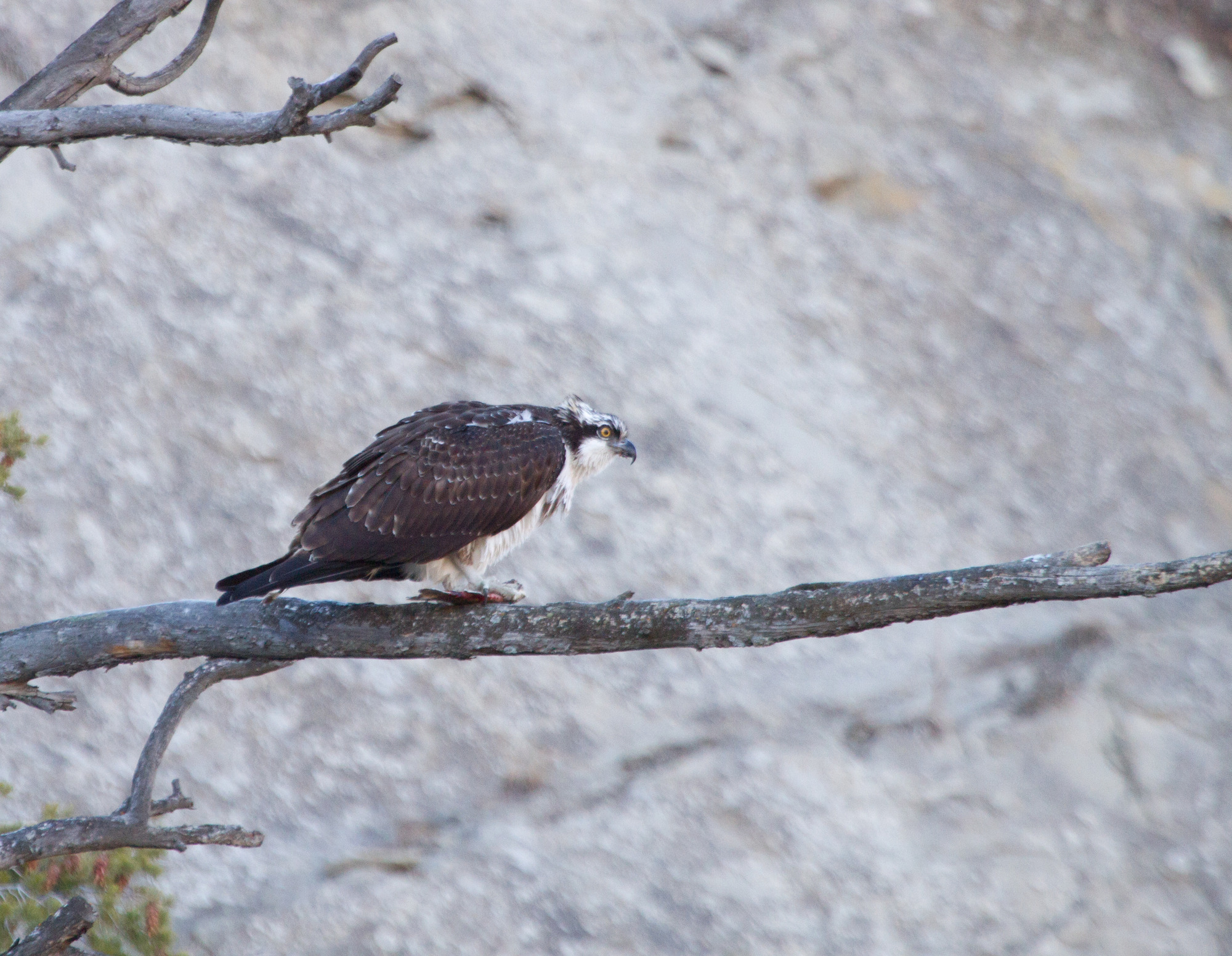 Osprey eating fish while sitting on a tree branch