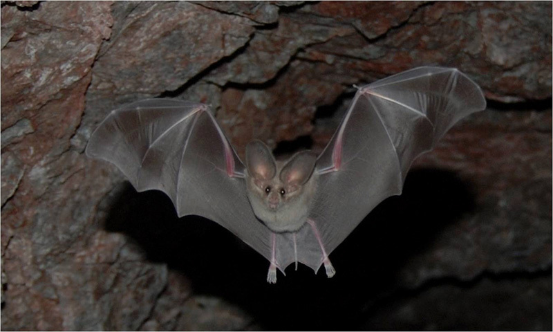 A California leaf-nosed bat with large, rounded ears and wings outstretched flies through a mine shaft.