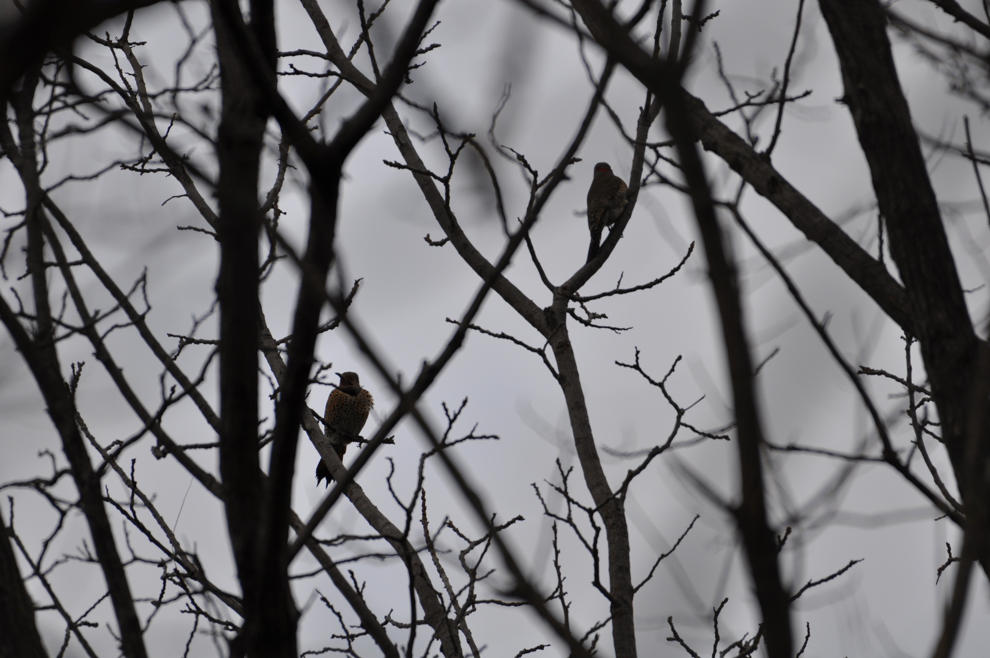 Small bird with a sharp beak, black wings, a white breast, and a red spot on its head.