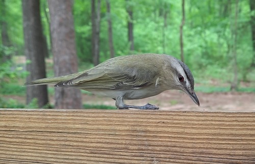 An olive-green bird with a light gray face stripe and red eye rest on a piece of cut wood.