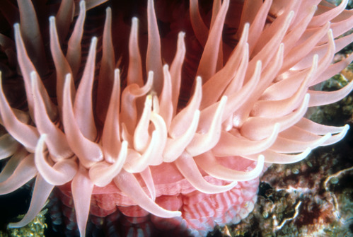 Proliferating Anemone