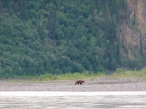 14 Yukon-Charley Rivers National Preserve Peregrine Falcon Survey July 2006