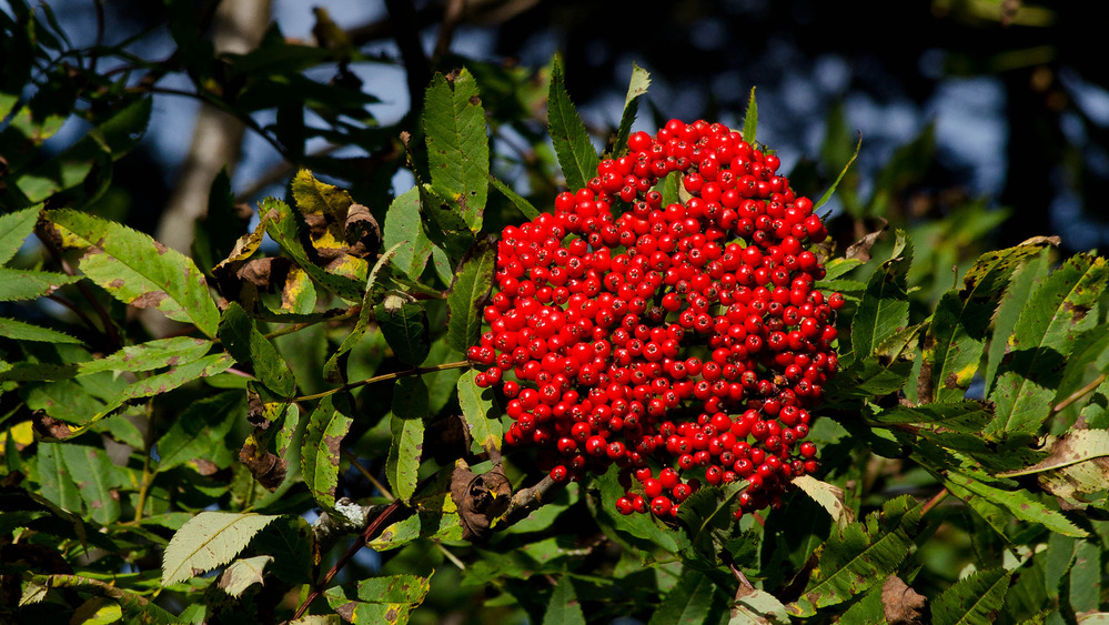 A cluster of small, bright red berries stands out against a mountain ash tree's green leaves