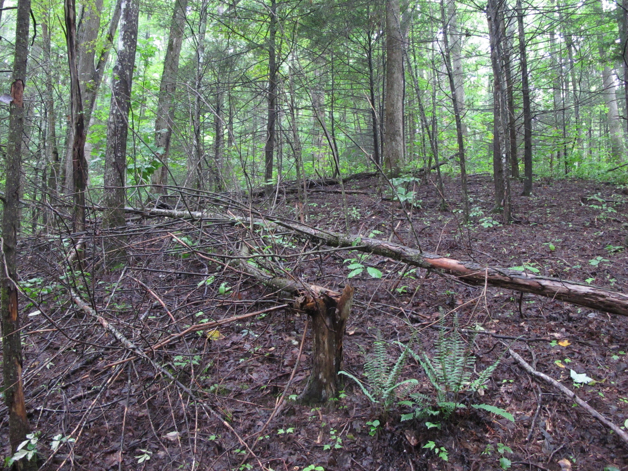 GRSM Accuracy Assessment. Plot Code: GRSM_AA_0538_5