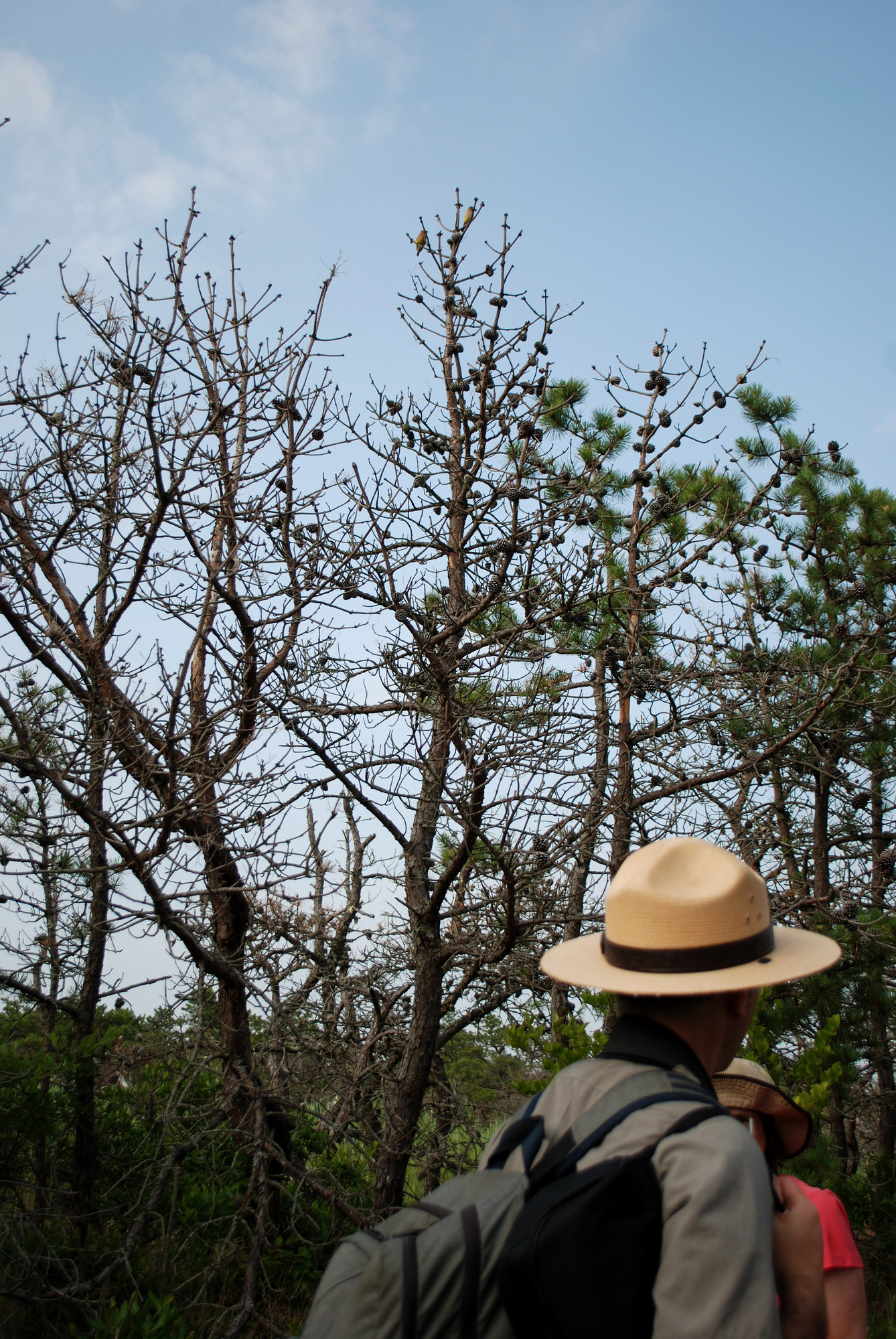 Ranger in flat hat under trees