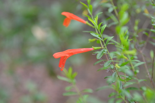 bright red flowers of the scarlet calamint