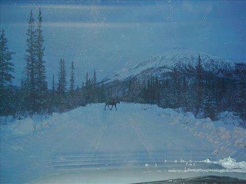 3 Gates of the Arctic National Park and Preserve Hares Survey Winter 2006