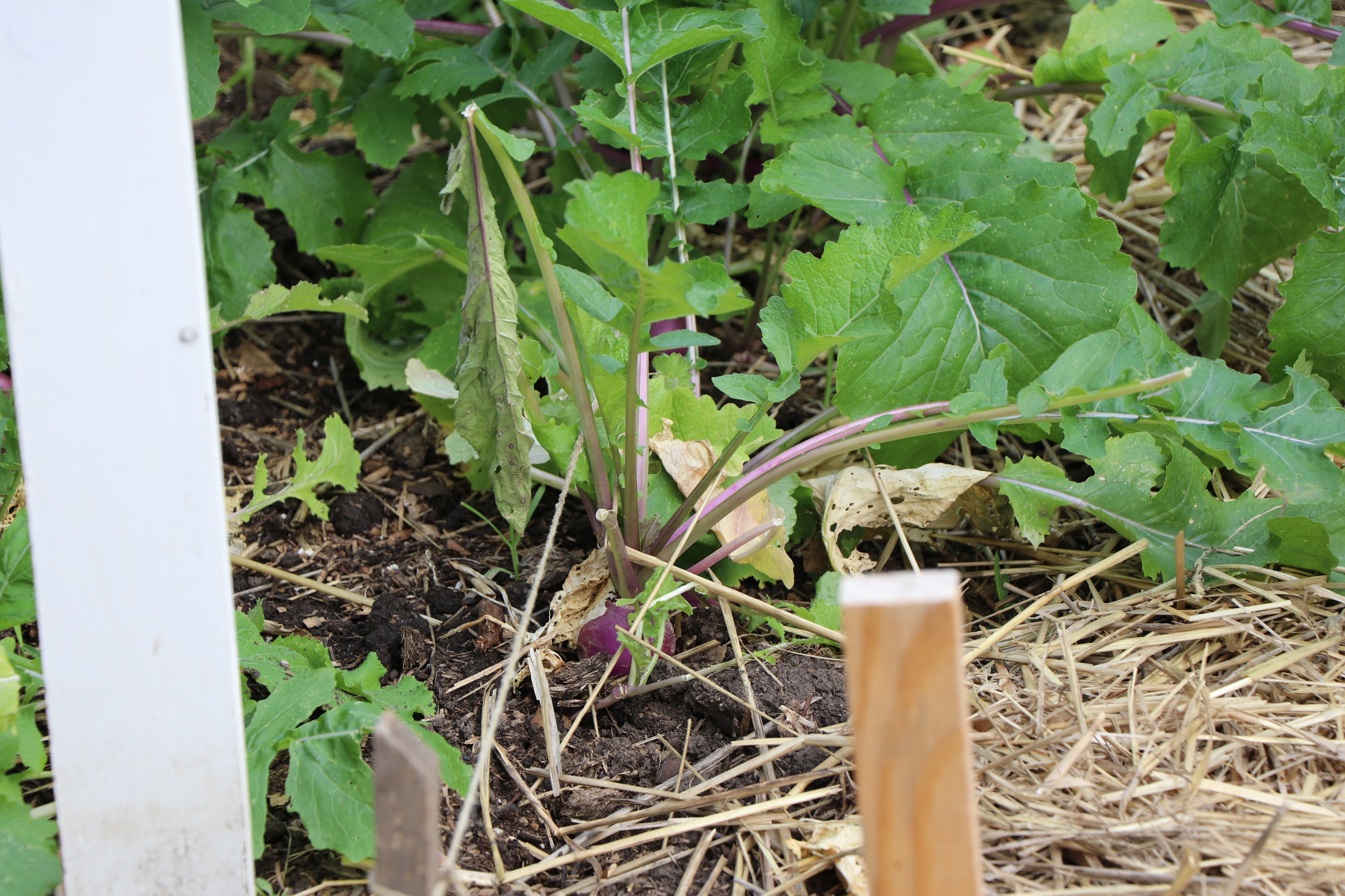 A purple turnip sticking out of the soil.