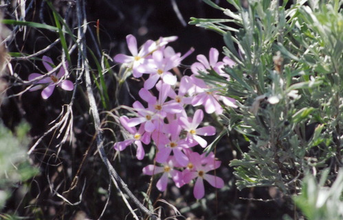 pink phlox flowers with some leaves