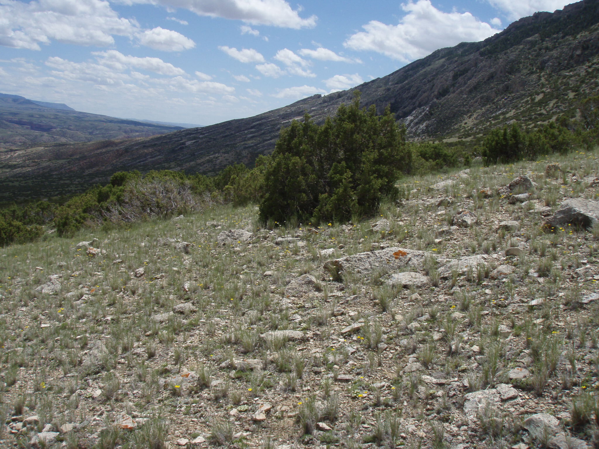 Image of the vegetation and landscape at photo point in Bighorn Canyon NRA 