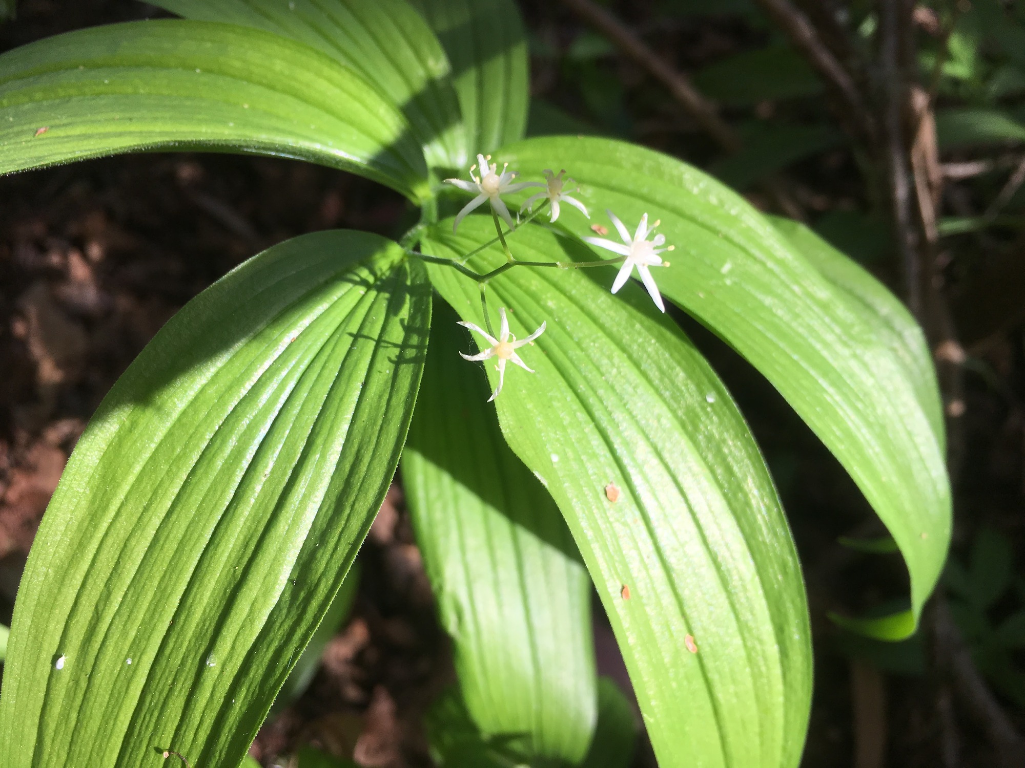 Four white star-shaped flowers on a zigzag stem extending from seven broad green leaves with linear veins. Each flower has one center pistil surrounded by six white petals and six alternating yellow stamens.
