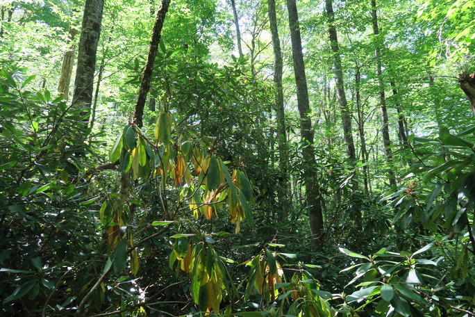 GRSM Accuracy Assessment. Plot Code: GRSM_AA_0941_6