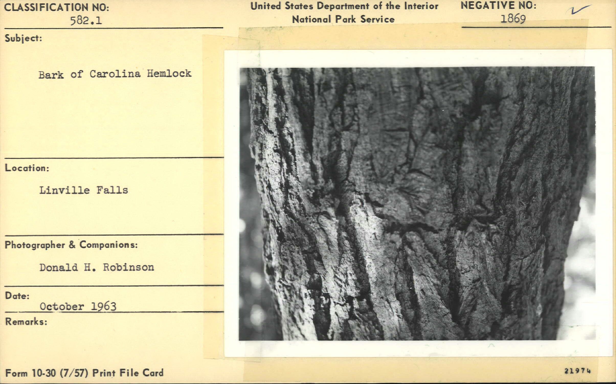 Close up of Carolina Hemlock bark