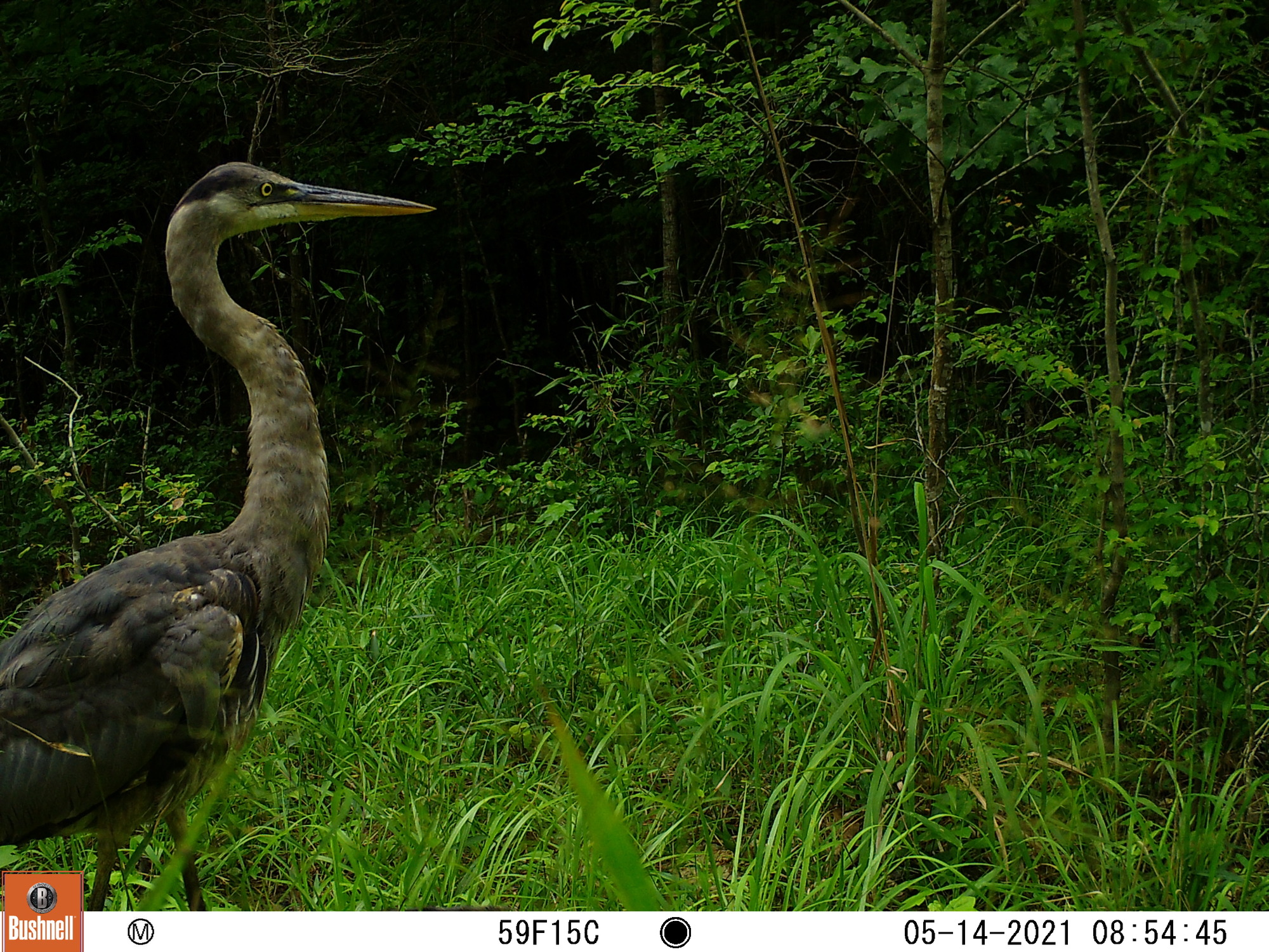 Great blue heron walking through a grassy area of the woods