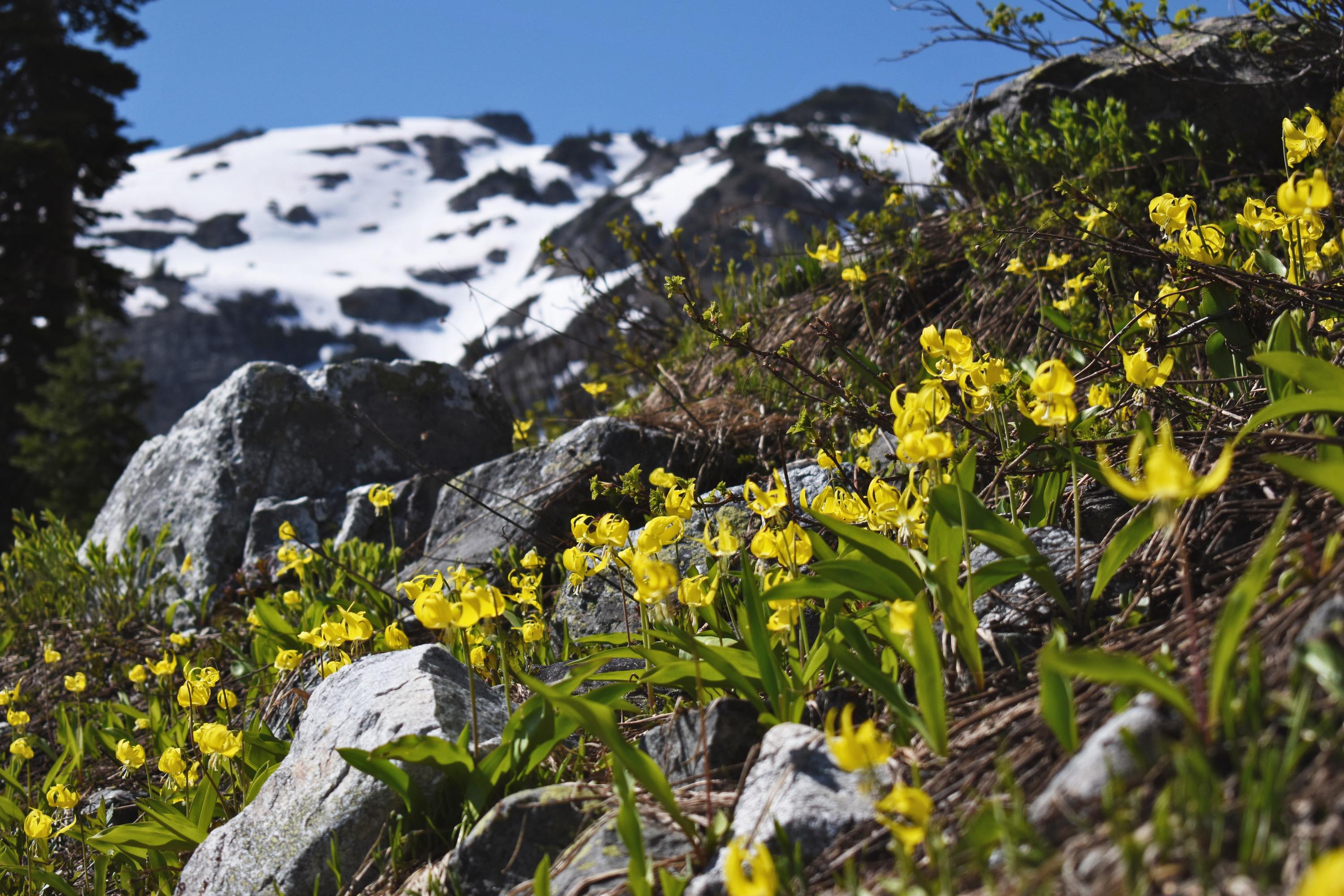 Yellow lilies grow on a slope with a snow-capped peak in the background.